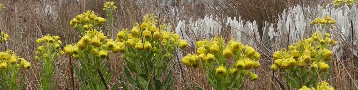 Árnica amarilla Senecio isabelis Asteraceae